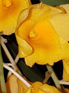 Dendrobium farmeri