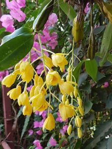 Dendrobium farmeri