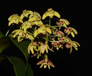 Dendrobium gracilicaule