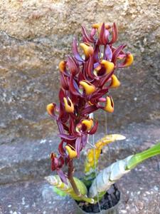 Mormodes tapoayensis