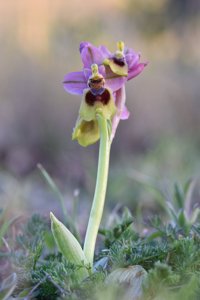 Ophrys tenthredinifera