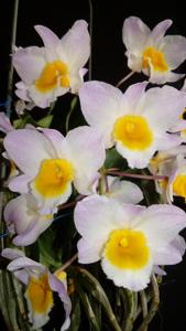 Dendrobium farmeri