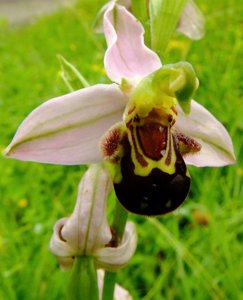 Ophrys apifera