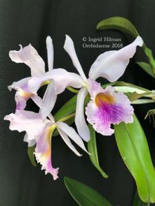 Cattleya jenmanii