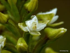 Baskervilla asplundii