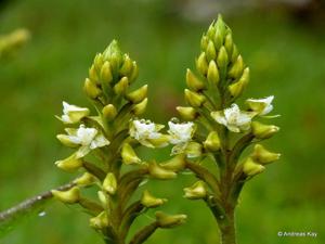 Baskervilla asplundii