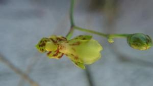 Leochilus labiatus