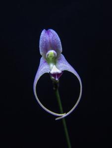 Porroglossum sergii