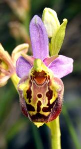 Ophrys holosericea subsp. holosericea