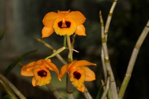 Dendrobium denneanum