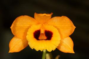 Dendrobium denneanum