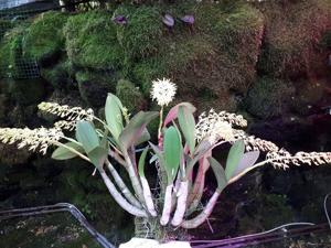 Dendrobium speciosum