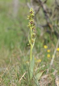 Ophrys insectifera subsp. aymoninii