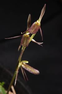 Cyrtostylis reniformis