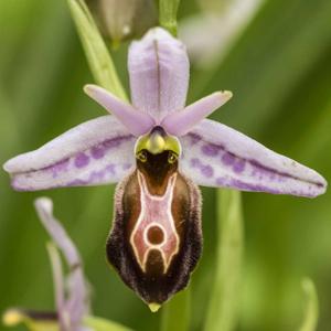 Ophrys sphegodes subsp. lycia