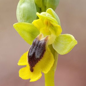 Ophrys lutea