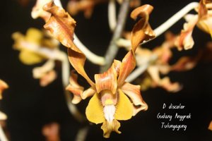 Dendrobium discolor