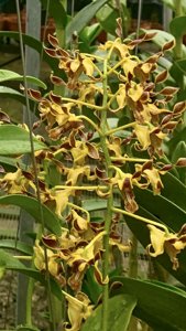 Dendrobium aries