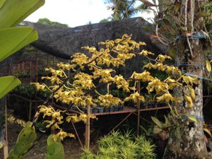 Dendrobium discolor