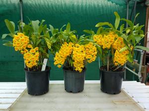 Dendrobium densiflorum