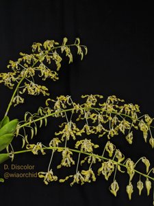 Dendrobium discolor