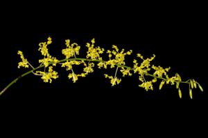 Dendrobium discolor var. broomfieldii