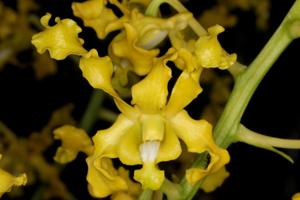 Dendrobium discolor var. broomfieldii