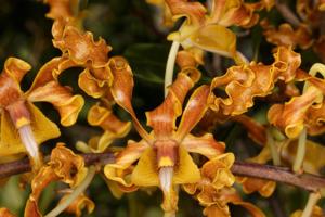 Dendrobium discolor subsp. discolor