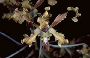 Dendrobium discolor var. fimbrilabium