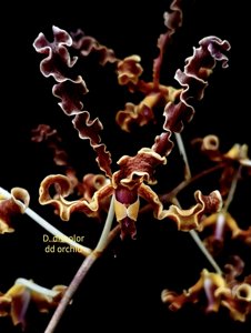Dendrobium discolor var. fimbrilabium