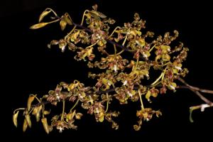 Dendrobium discolor var. fuscum
