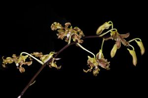 Dendrobium discolor var. fuscum