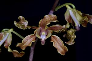 Dendrobium discolor var. fuscum