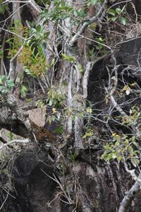 Dendrobium discolor subsp. incurvata