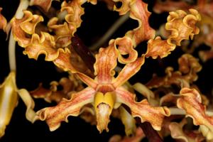 Dendrobium discolor subsp. incurvata