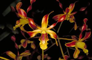 Dendrobium gouldii