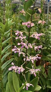 Dendrobium gouldii