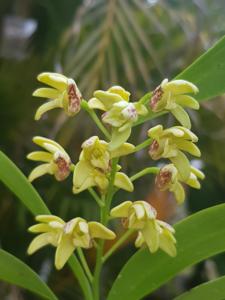 Dendrobium gracilicaule