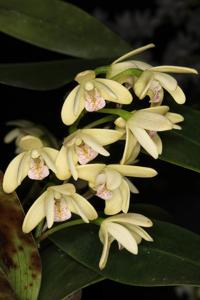 Dendrobium gracilicaule var. howeanum