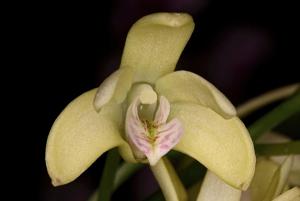 Dendrobium gracilicaule var. howeanum