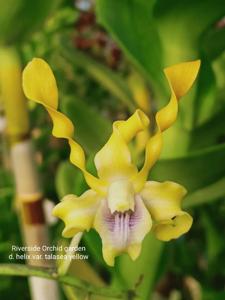Dendrobium helix