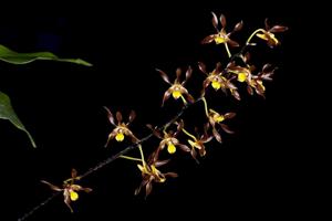Dendrobium johannis