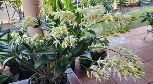 Dendrobium jonesii var. jonesii