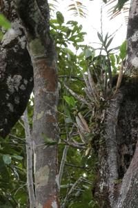 Dendrobium jonesii var. magnificum