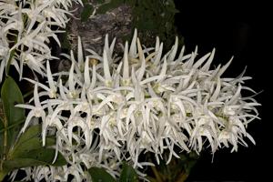 Dendrobium jonesii var. magnificum