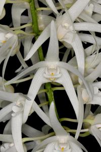Dendrobium jonesii var. magnificum