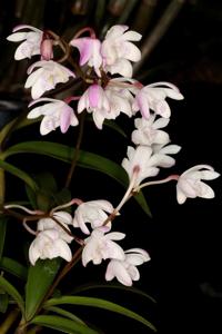 Dendrobium kingianum subsp. carnarvonense