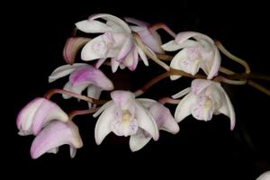 Dendrobium kingianum subsp. carnarvonense