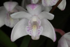 Dendrobium kingianum subsp. carnarvonense