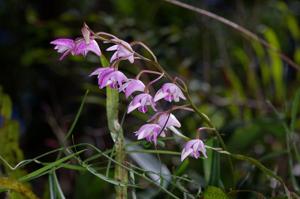 Dendrobium kingianum subsp. kingianum